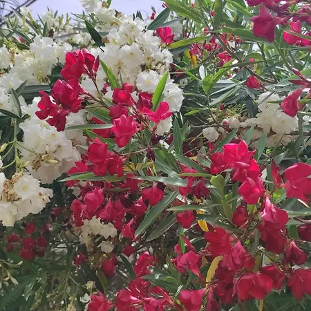 Four Seasons * 卡萨米尔