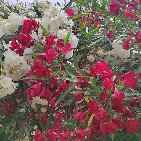 Apartman Four Seasons *